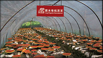 ganoderma-organic