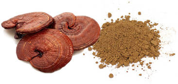 ganoderma-process
