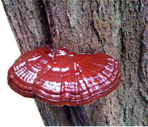 ganoderma-tree